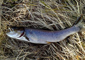 Rainbow Trout